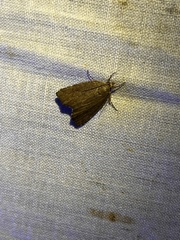 Psilocorsis reflexella