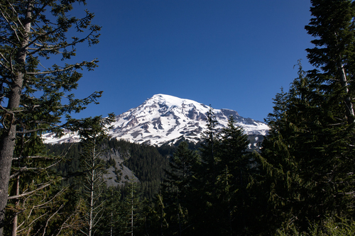 noble fir (Abies procera)