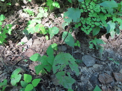 Amphicarpaea bracteata