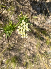 Achillea alpina