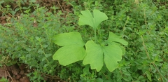 Ginkgo biloba