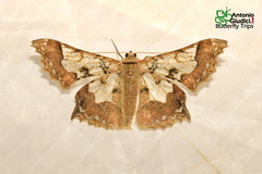 Krananda semihyalina