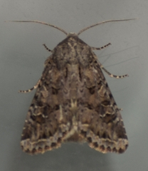 Apamea devastator