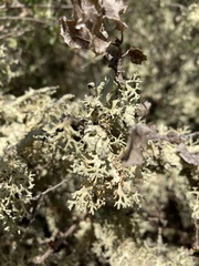 Evernia prunastri