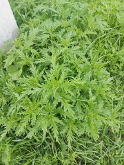 Urtica cannabina