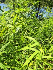 Chasmanthium latifolium