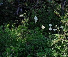 Xerophyllum tenax