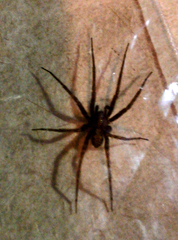 Tegenaria