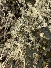 Evernia prunastri