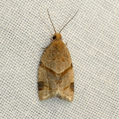 Clepsis peritana