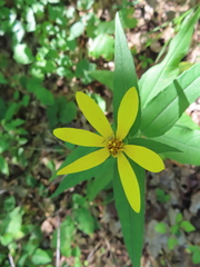 Helianthus divaricatus