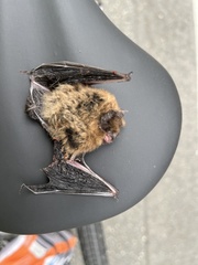 Myotis californicus