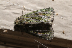 Phosphila miselioides