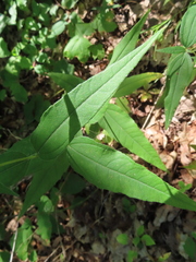 Helianthus divaricatus