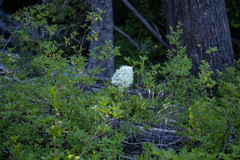 Xerophyllum tenax