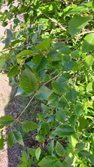 Betulaceae