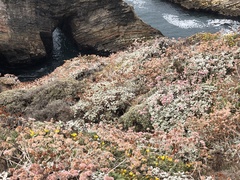 Eriogonum latifolium
