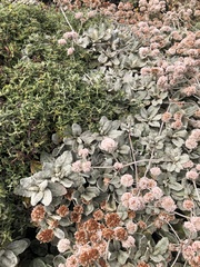 Eriogonum latifolium