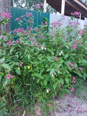 Impatiens glandulifera