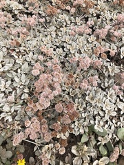 Eriogonum latifolium