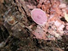 Callistosporium purpureomarginatum