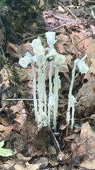 Monotropa uniflora
