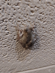 Hyla versicolor