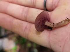 Callistosporium purpureomarginatum