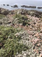 Eriogonum latifolium