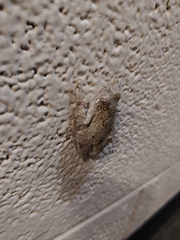 Hyla versicolor