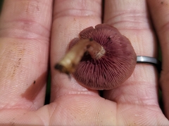Callistosporium purpureomarginatum