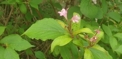 Weigela