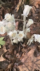 Monotropa uniflora