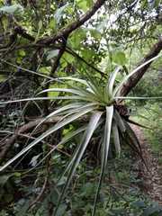 Tillandsia fasciculata