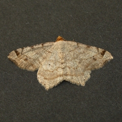 Macaria bisignata