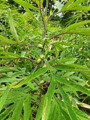 Jacobaea cannabifolia