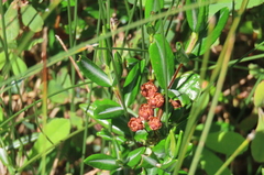 Kalmia polifolia