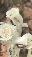 Monotropa uniflora