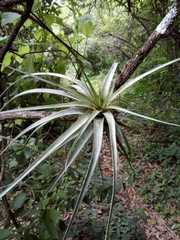 Tillandsia fasciculata