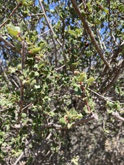 Quercus dumosa