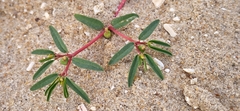 Euphorbia polygonifolia