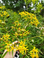 Jacobaea cannabifolia