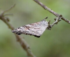 Libytheana carinenta