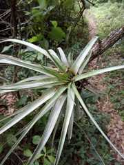 Tillandsia fasciculata