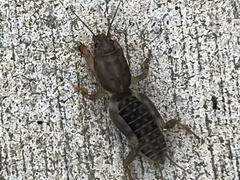 Neoscapteriscus borellii