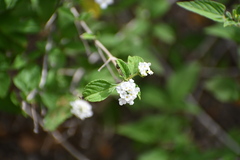 Lantana canescens