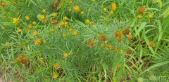 Cosmos sulphureus