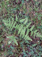 Pteridium aquilinum image