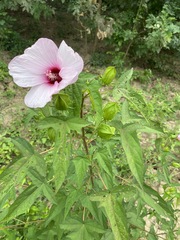 Hibiscus laevis