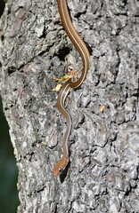 Masticophis schotti ruthveni